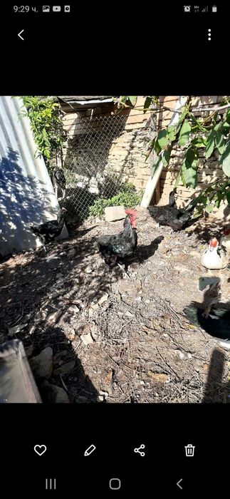Кокошки и петли Черен Австралорп
