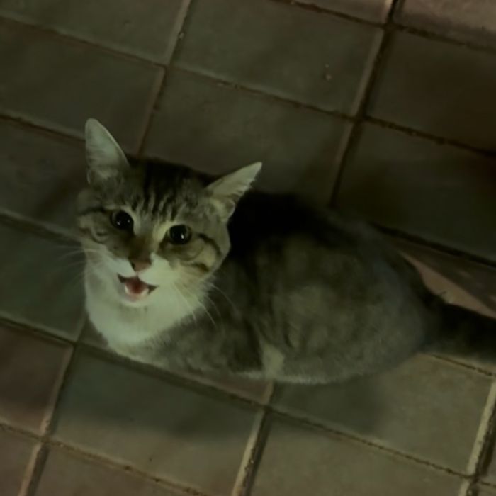 Найден кот в районе Жагалау