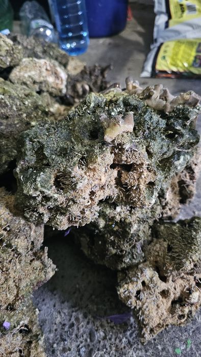 Piatra Acvariu Marin Reef Saver