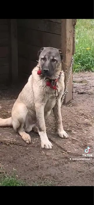 Kangal de vanzare