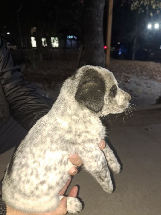 Сабака малчики 9 та