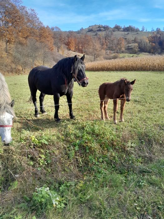 De vânzare 2 iepe și un armăsar