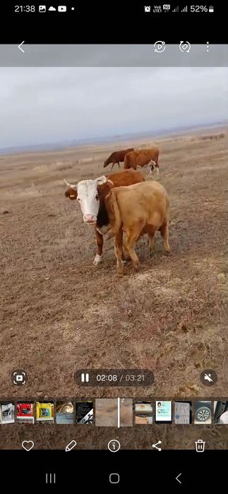 Ірі қара сатылады