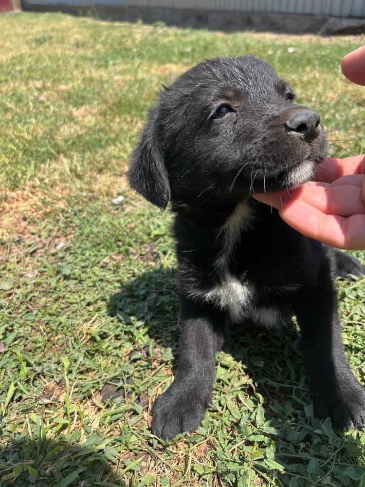 Donez metis labrador