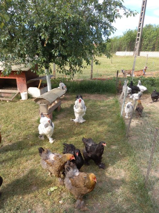 Gaini Brahma  Herminat deschis și negru