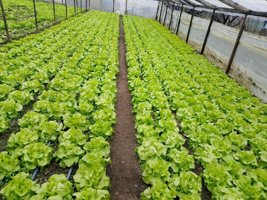 De vânzare salata Touareg