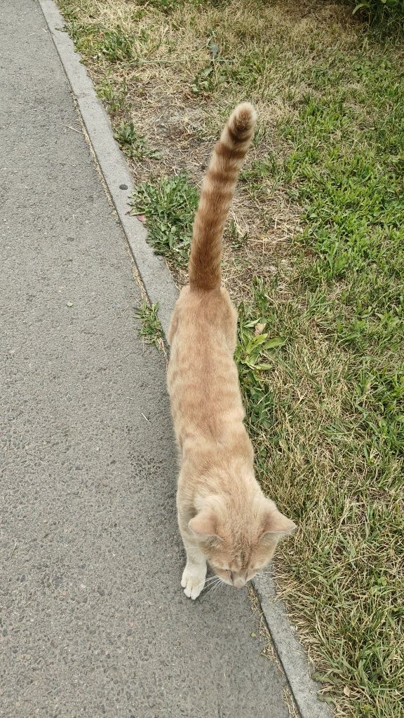 Домашнего котика выкинули