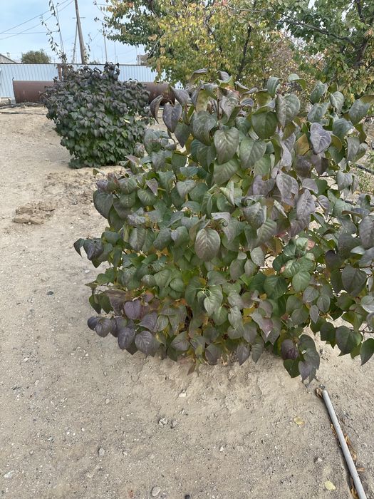 Сирень талы бар 3- жылдық,өздеріңіз қазып алып кетесіздер!