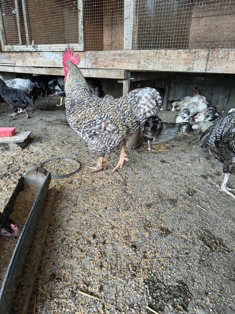 Cocosi de vânzare