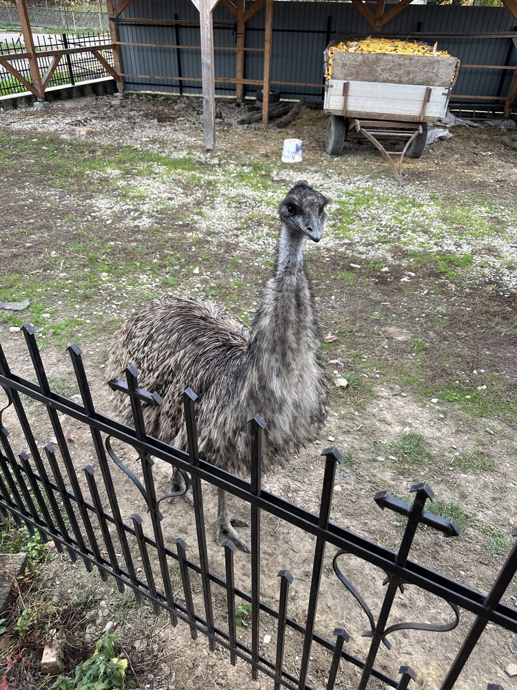 Vand  EMU (mascul+femela)