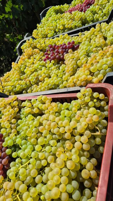 Vând struguri  de vin amestec