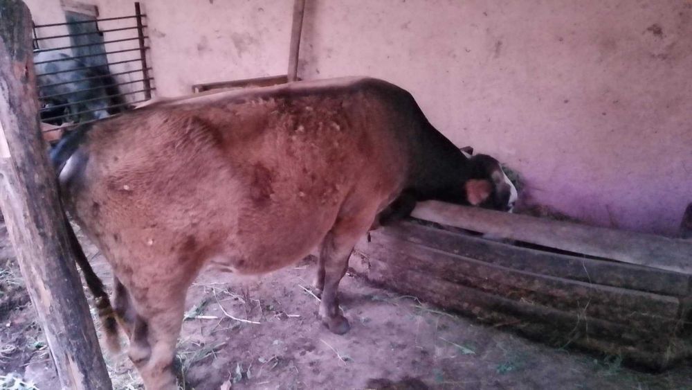 Vand vitel varsta un an