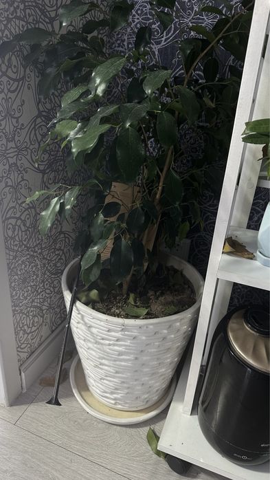 Фикус Бенджамина