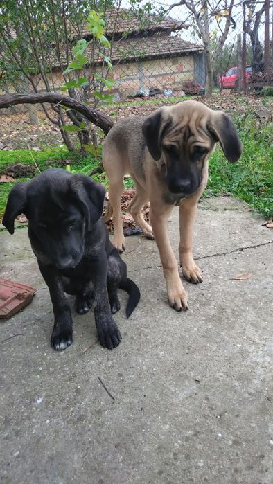 Продавам Немски дог