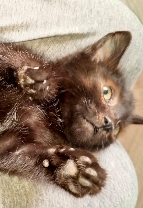 Отдам хорошего котенка мальчика