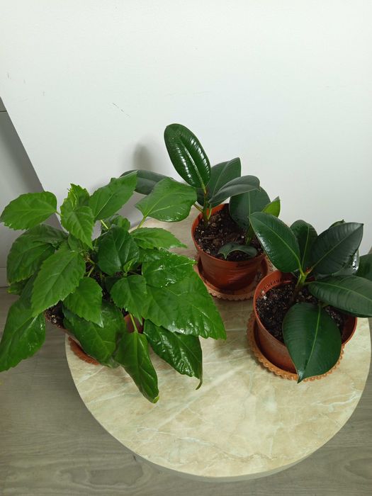 Домашние неприхотливые цветы выращенные с любовью