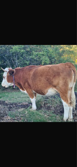 Manzata  1 an si 10 luni