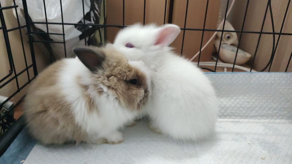 Vand iepuraș cap de leu cu cușcă