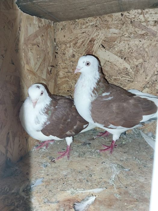 Jucători de galați