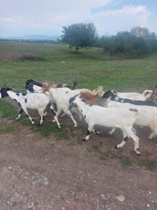 Vând țapi, capre și iezi de cea mai bună calitate metiși anglonubian