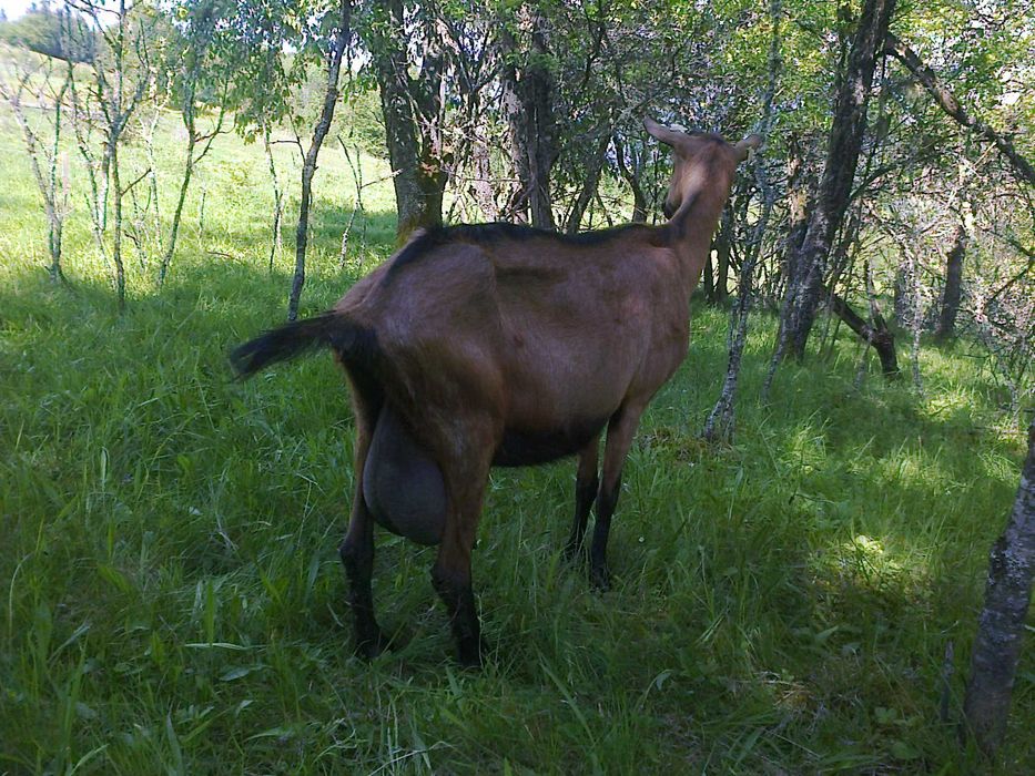 Capre alpina franceza