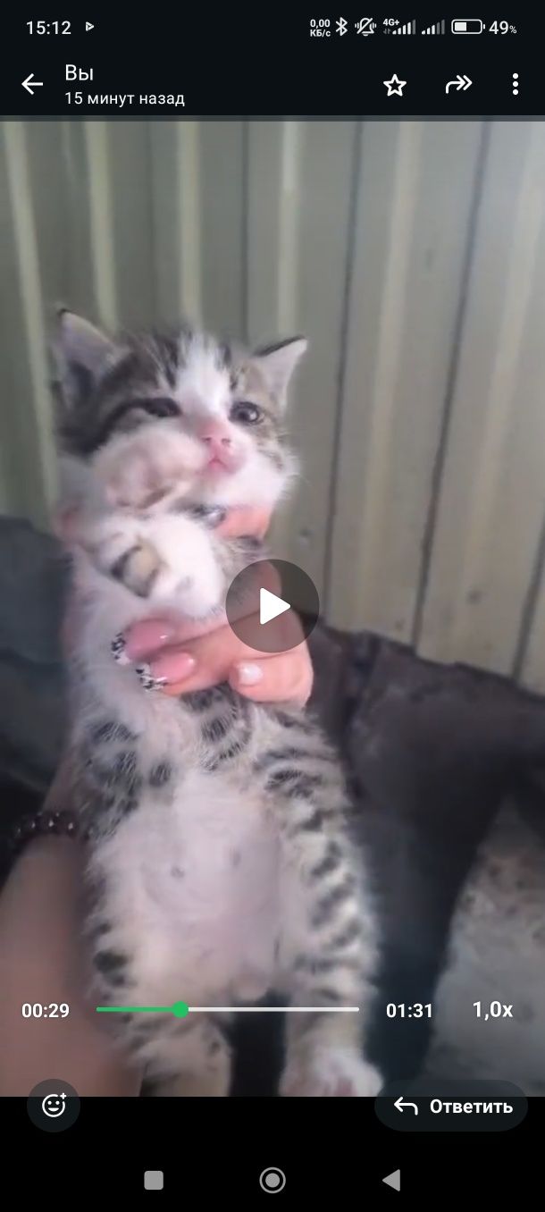 Котята сиамские в добрые руки
