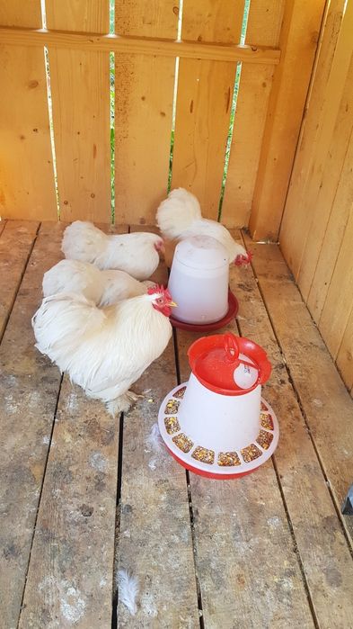 Schimb gaine de rasă Cochinchina pitică