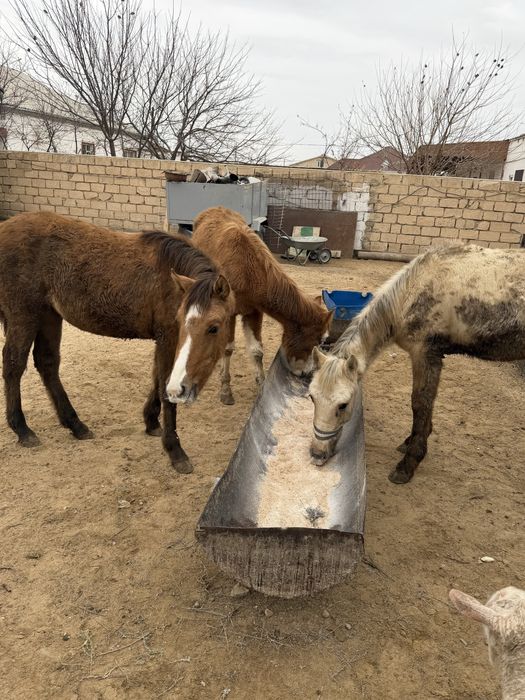 Семiз Жабагы сатылады