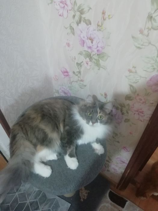 Обе девочки, стирилизованы, чтстые, приучины к лотку к еде не приемлев