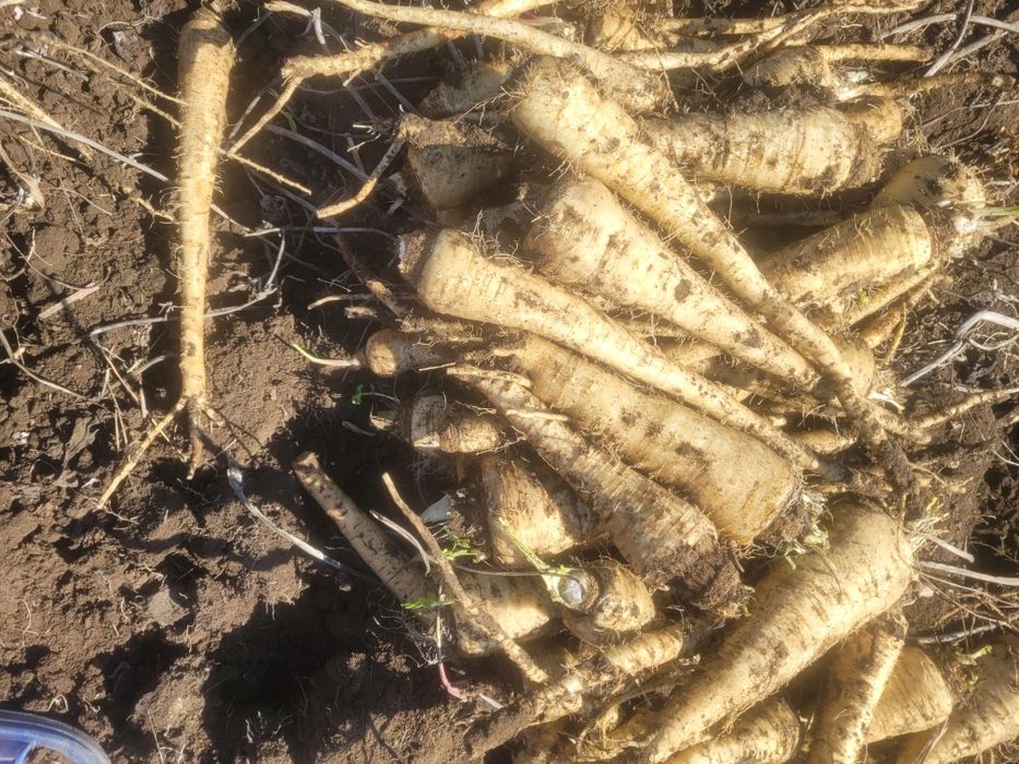 Vând păstârnac și pătrunjel,morcov în cantități mari și mici