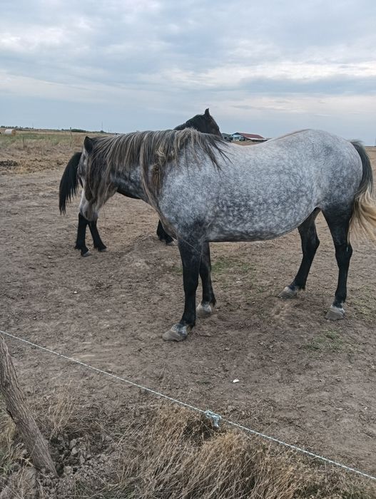 Cai de vânzare Giulvăz