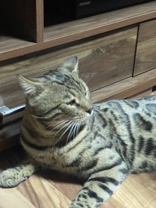 Бенгальский кот продается.