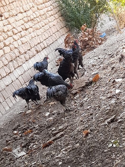 Xoroz la avstralop ruminya 150mindan