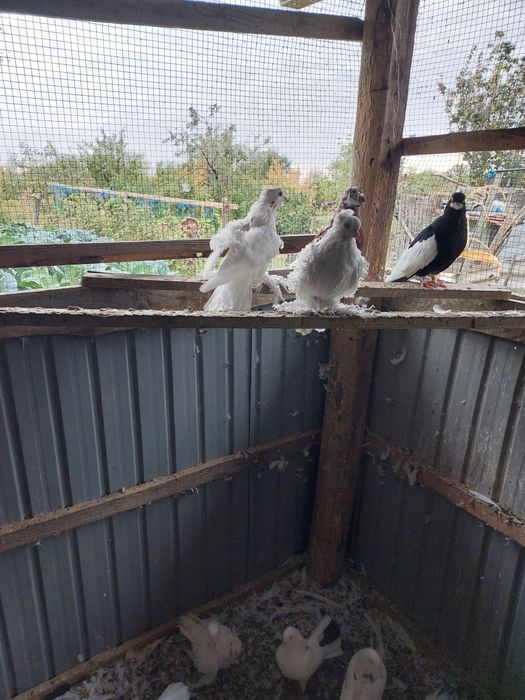 Vând porumbei creți