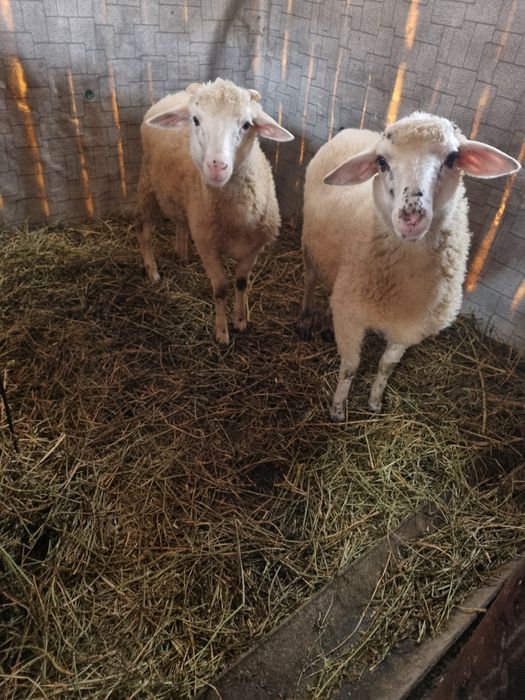 Vand 2 miei si o vaca bruna bună de lapte