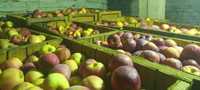 Vând mere producție proprie.PRET NEGOCIABIL!!