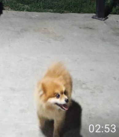 Потерял собаку   Майк по кличке