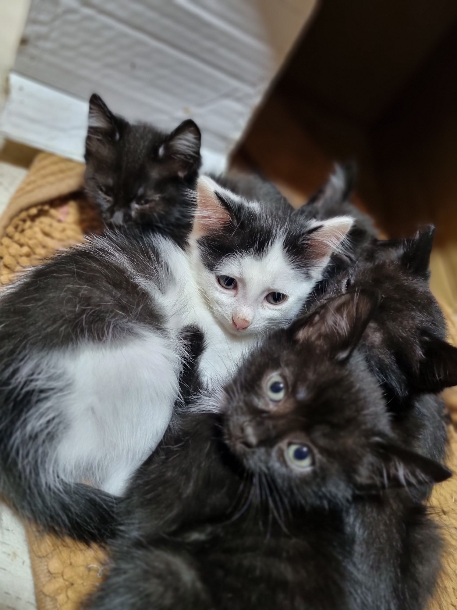 Котята 5 месяцев ищут дом