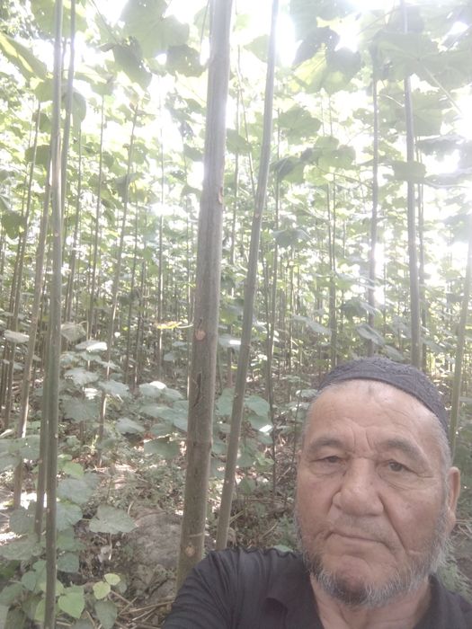 Terak va pavloniya ko'chatlari