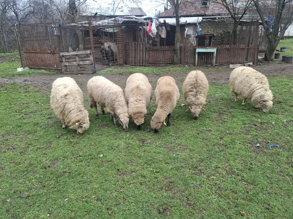 Vând 6 oi tinere