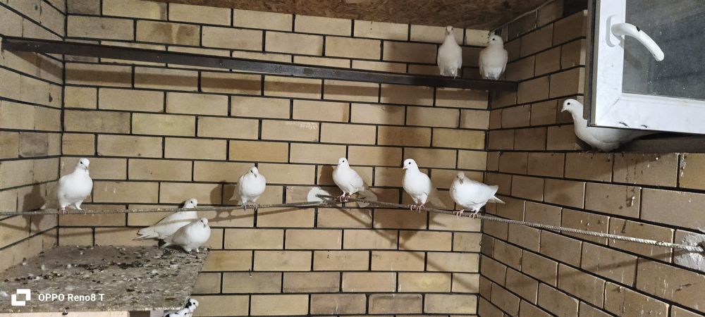 Голуби на продаже