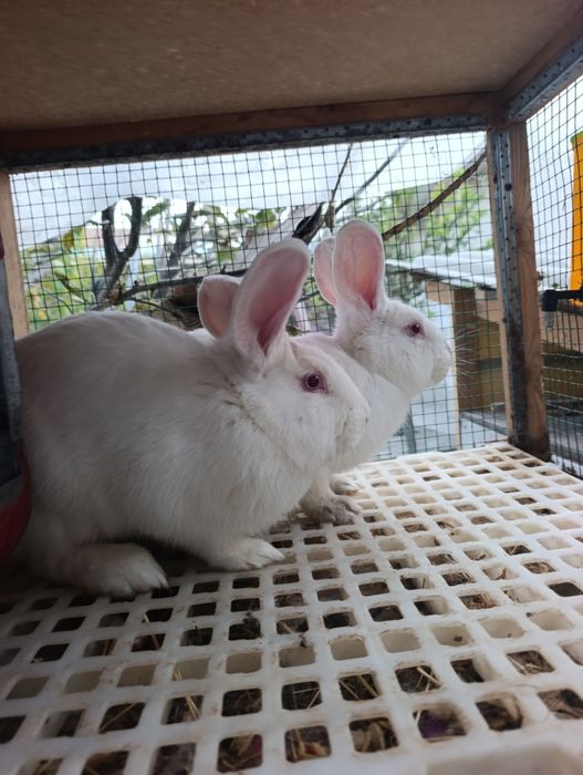 7 oyli samesla toza boqilgan.