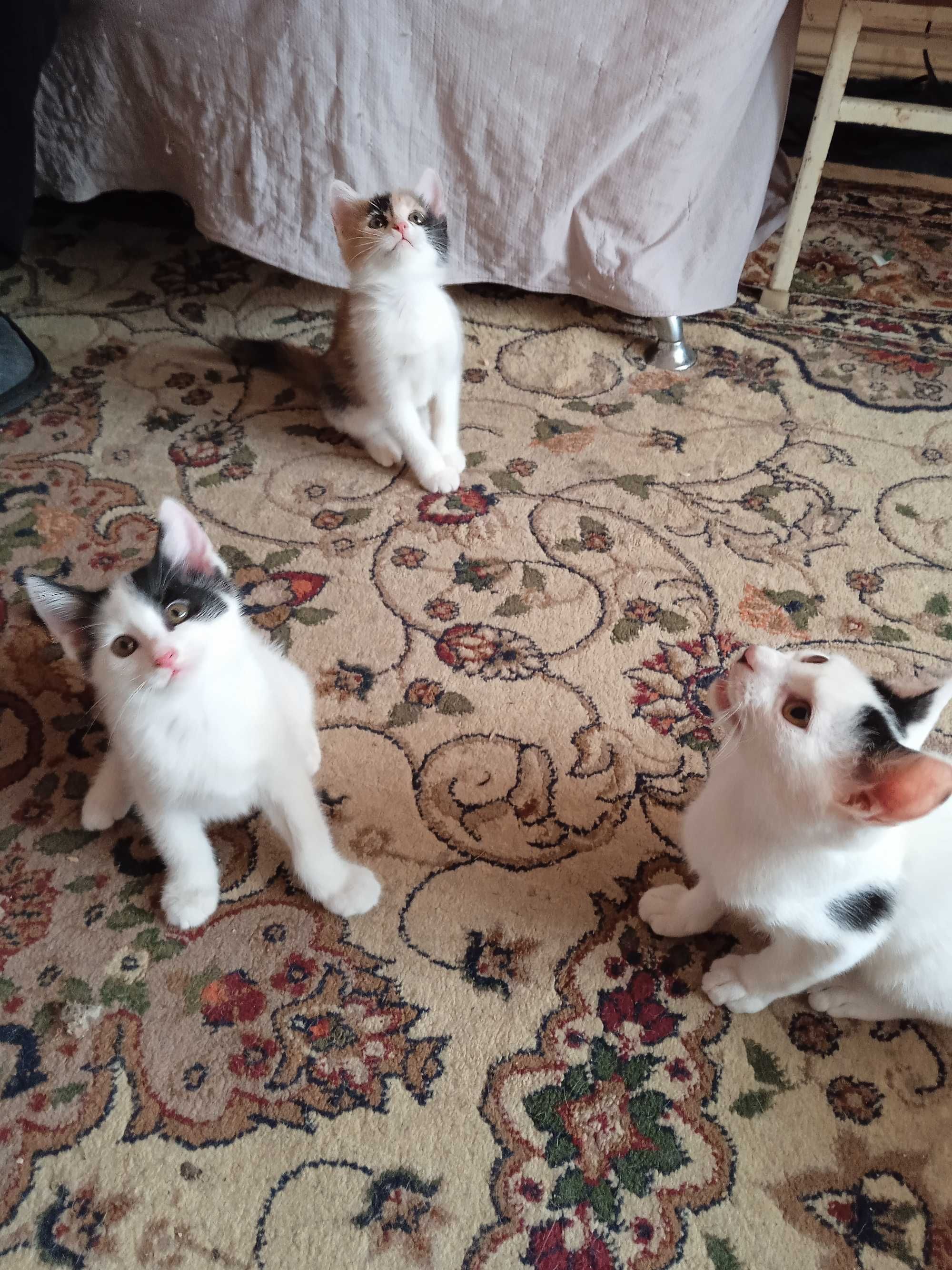 Котята хорошим , ответственным людям