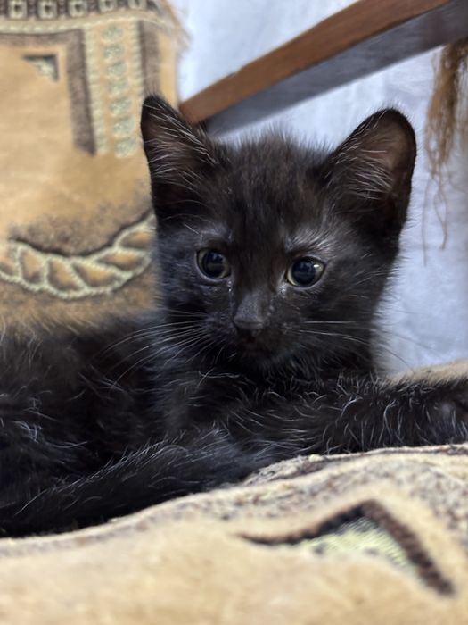 отдам котенка в добрые руки