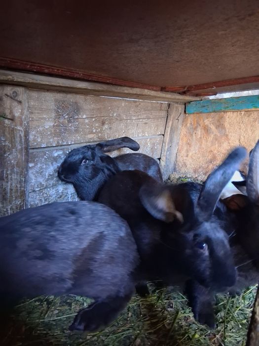 Vând Iepuri,au vârsta de 4 luni,frumoși si sănătoși,50 de lei bucata.