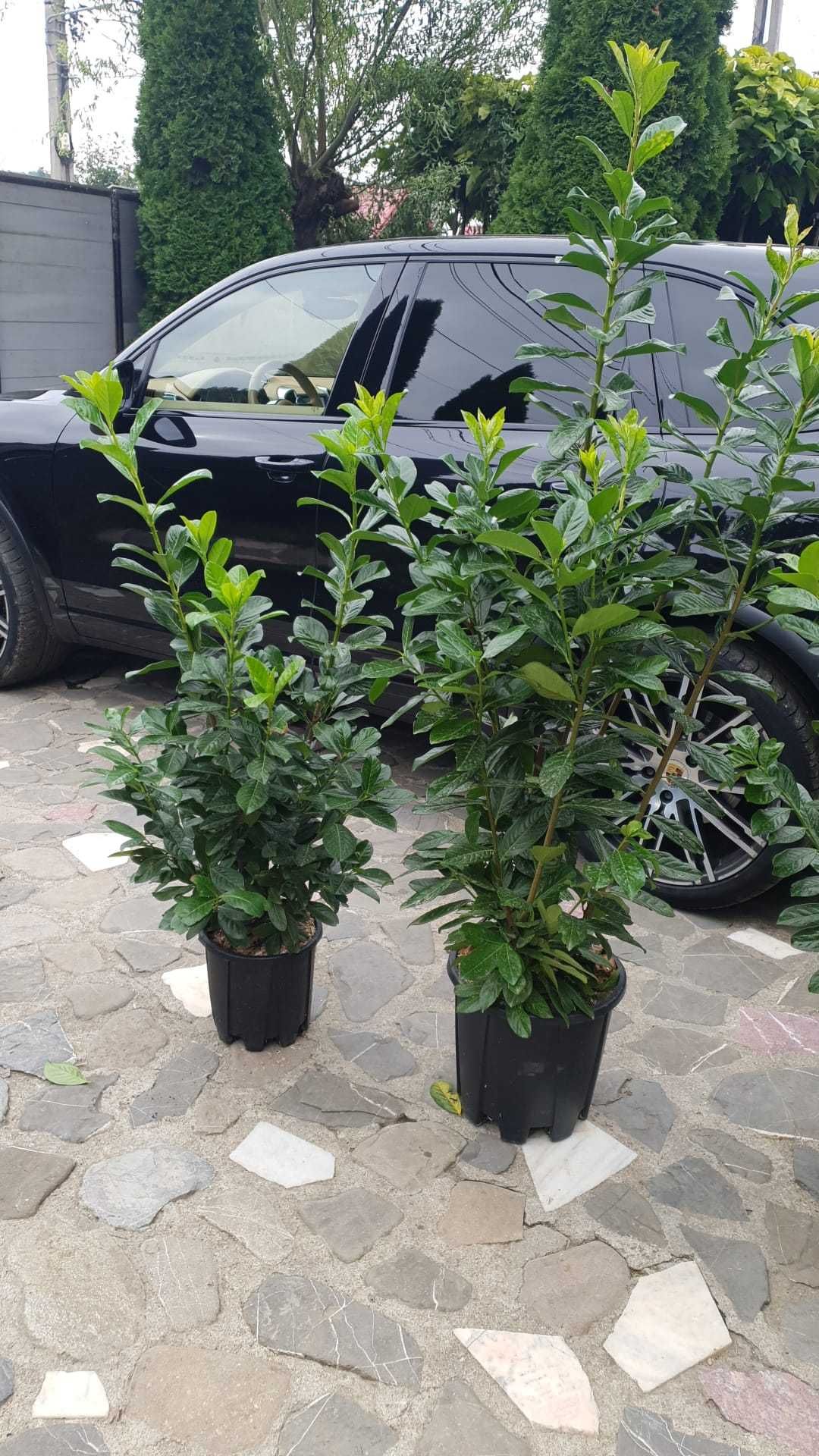 Plante sănătoase, gata de plantat!