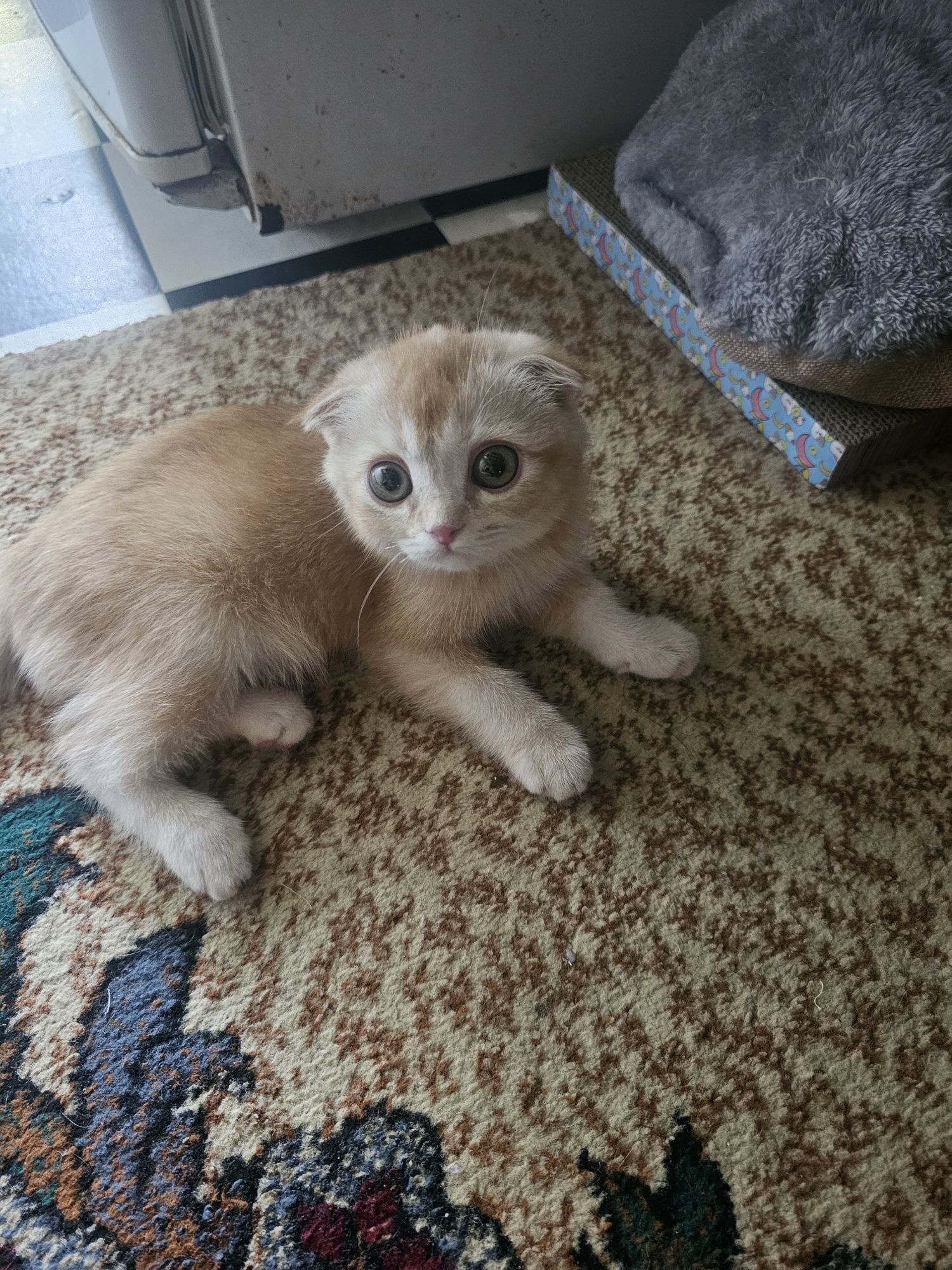 Котёнок Skotish Fold