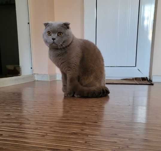 Шотландско коте мъжко