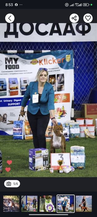 Осталось одна девочка Пит буль