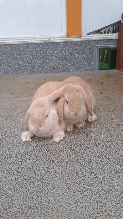 Quyonlar sotiladi. 7 oylik.